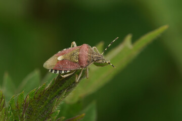 Closeup on the hairy shield bug, Dolycoris baccarum sitting on top of a vegetation