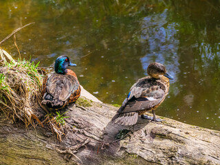 Pair Ducks