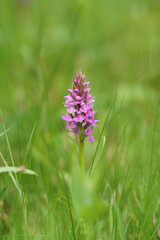 Colorful closeup on a purple flowering Southern marsh orchid, Dactylorhiza praetermissa subsp. praetermissa in a green meadow