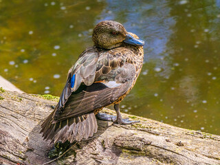  Solo Duck On Log