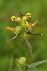 Natural vertical closeup on a little yellow rattle, Rhinanthus minor, a plant parasite species