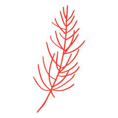 Pine leaf in minimalist boho and vintage hand drawn illustration for design element.	