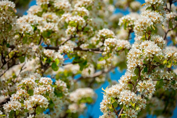 White flowers bloom in the trees. Spring landscape with blooming sakura tree. Beautiful blooming garden on a sunny day. Copy space for text.