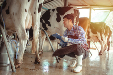 male farmer working and checking on his livestock in the dairy farm .Agriculture industry, farming...
