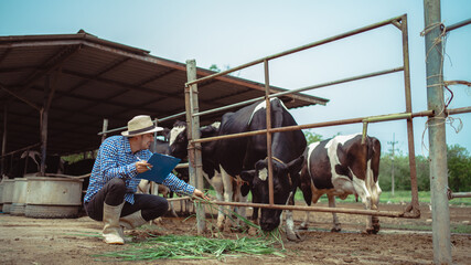 male farmer working and checking on his livestock in the dairy farm .Agriculture industry, farming and animal husbandry concept ,Cow on dairy farm eating hay. Cowshed.