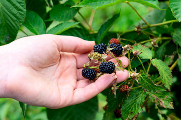 berries in the palm of your hand