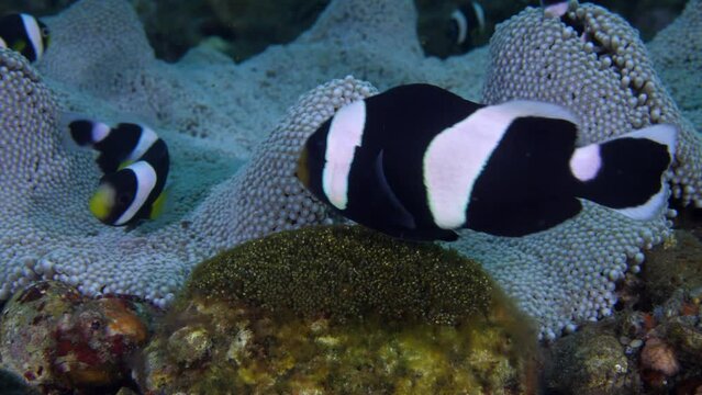 A family of Clownfish - Saddleback Anemonefish - Amphiprion polymnus lives in an anemone and takes care of eggs. Underwater world of Tulamben, Bali, Indonesia. 