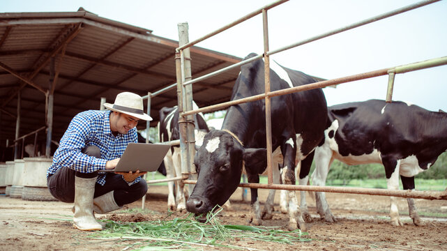 male farmer using laptop checking on his livestock and quality of milk in the dairy farm .Agriculture industry, farming and animal husbandry concept ,Cow on dairy farm eating hay,Cowshed.
