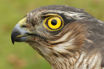 Closeup on the head and bright yellow eye of a European sparrowhawk, Accipiter nisus