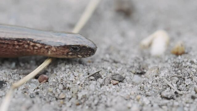 Slow worm legless lizard reptile head closeup macro detail, pan, day