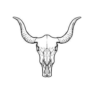 bull skull isolated on white