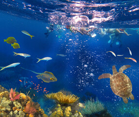 Fototapeta na wymiar Colorful coral reef with many fishes and sea turtle. The people at snorkeling underwater tour at the Caribbean Sea at Honeymoon Beach on St. Thomas, USVI