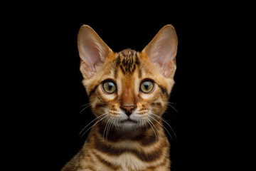 Closeup portrait of bengal kitten isolated on black background