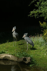 Closeup on the strange and treatened African grey whale-headed or shoe-billed stork, Balaeniceps rex