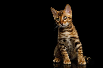 Bengal kitten sits and curious looking at side on isolated black background