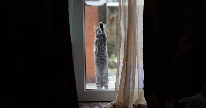 Cat behind closed transparent glass door meows and asks to come into house