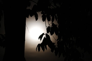 Moon - Moon Light © Kowsi