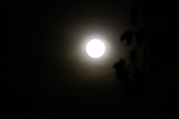 Moon - Moon Light