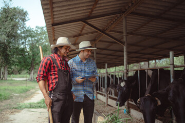 Two male farmer working and checking on his livestock in the dairy farm .Agriculture industry, farming and animal husbandry concept ,Cow on dairy farm eating hay. Cowshed.