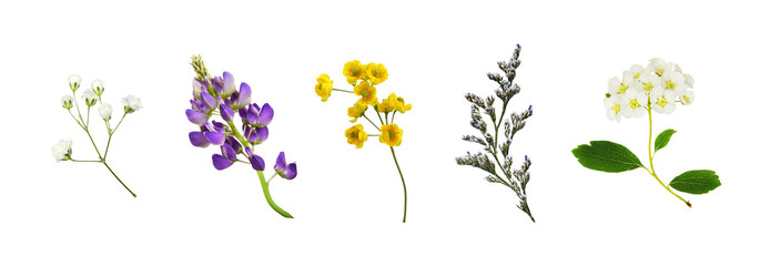 Set of small flowers of berberis, spirea, limonium, lupine and gypsophila isolated on white or transparent background - 549924298
