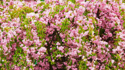 Obraz na płótnie Canvas lush blossom of sakura branches. spring garden background