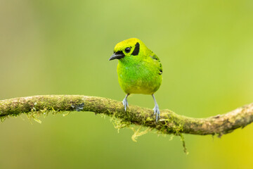 Emerald tanager (Tangara florida) is a species of bird in the tanager family Thraupidae. It is found in Colombia, Costa Rica, Ecuador, and Panama.