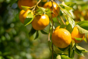 Medium shot of ripe orange fruit blur background in the morning