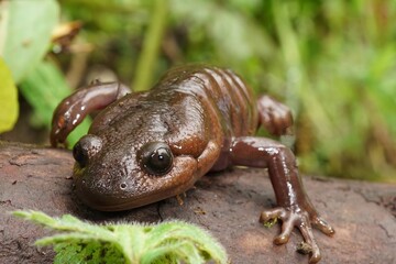 Frontal low angle closeup on a brown Northwestern mole salamande