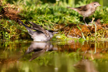 Eurasian blackcap (Sylvia atricapilla) sitting at a pond in spring.