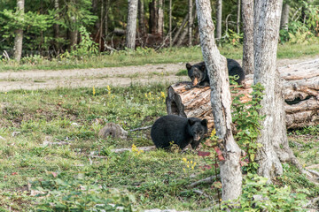 Black Bear mother and baby cub climbing in a tree top summer time, Acadieville New Brunswick Canada