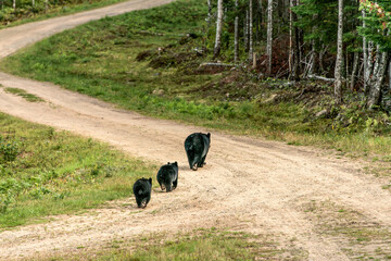 Black Bear mother and baby cubs walking away summer time, Acadieville New Brunswick Canada