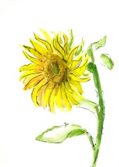 Sunflowers watercolor illustration. Flowers painting isolated on background