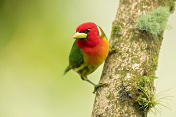 Red-headed barbet (Eubucco bourcierii) is a species of bird in the family Capitonidae, the New World barbets. It is found in Costa Rica, Panama, Venezuela, Colombia, Ecuador and Peru