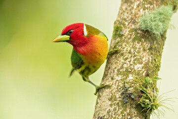 Fototapeta na wymiar Red-headed barbet (Eubucco bourcierii) is a species of bird in the family Capitonidae, the New World barbets. It is found in Costa Rica, Panama, Venezuela, Colombia, Ecuador and Peru