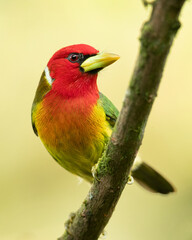 Red-headed barbet (Eubucco bourcierii) is a species of bird in the family Capitonidae, the New World barbets. It is found in Costa Rica, Panama, Venezuela, Colombia, Ecuador and Peru