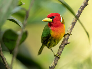 Red-headed barbet (Eubucco bourcierii) is a species of bird in the family Capitonidae, the New World barbets. It is found in Costa Rica, Panama, Venezuela, Colombia, Ecuador and Peru