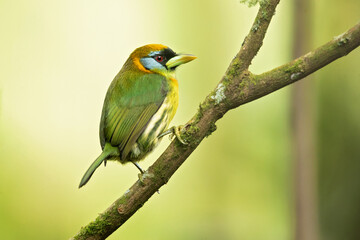 Red-headed barbet (Eubucco bourcierii) is a species of bird in the family Capitonidae, the New World barbets. It is found in Costa Rica, Panama, Venezuela, Colombia, Ecuador and Peru