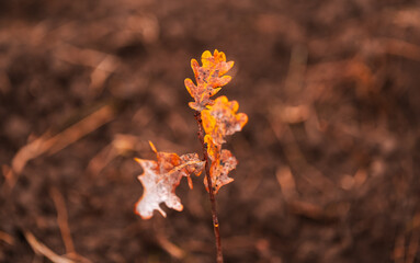 Tree planting event. Environmental action to create a forest by planting oak tree sapling. Close up view of the leaves of a baby oak tree.