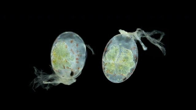 Shrimp egg Neocaridina heterpoda with embryos inside under microscope, Atyidae family. This is a freshwater species that is often kept in an aquarium.