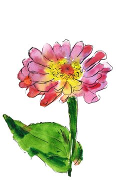 Zinnia watercolor illustration. Flowers painting isolated on background