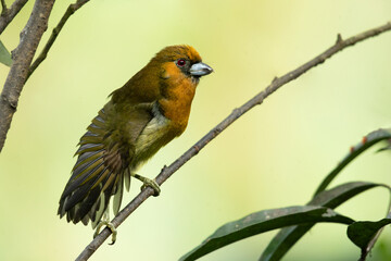 Prong-billed barbet (Semnornis frantzii) is a distinctive, relatively large-billed bird native to humid highland forest of Costa Rica and western Panama. 