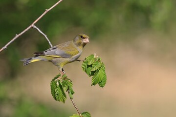 Portrait of a e uropean greenfinch (Carduelis chloris). Bird sitting on a branch. Bird of Europe. Songbird in the nature habitat.