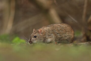
Brown rat (Rattus norvegicus) is one of the best known and most common rats. Wildlife scene from nature.