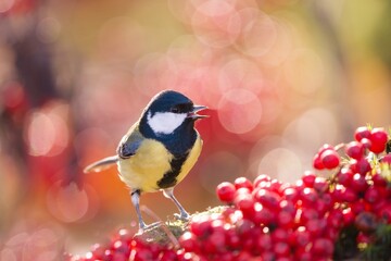 Beautiful autumn scene with a cute great tit. Wildlife scene with a titmouse. Parus major. A tit eats rowanberries.