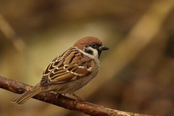Eurasian tree sparrow sitting on the branch. Song bird in the nature habitat. Passer montanus