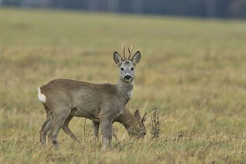two roe deer grazin on the meadow. Capreolus capreolus. Wildlife scene from czech nature. 