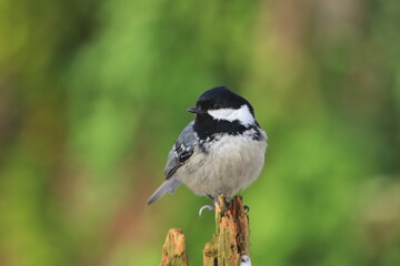 Obraz premium Portrait of a beautiful coal tit with green background. Periparus ater. Small titmouse sitting on the branch. 