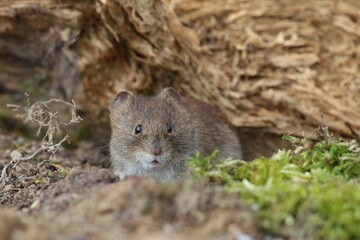 Bank vole looking for food. Vole in the nature habitat. Wildlife scene from european forest. Myodes glareolus