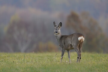 Naklejka na ściany i meble A roe standing on the meadow. Wildlife scene with a roe deer. Capreolus capreolus. 