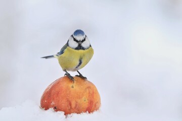 The Eurasian blue tit (Cyanistes caeruleus) is a small passerine bird in the tit family, Paridae. Blue tit sitting on the apple. Winter scene with a blue tit